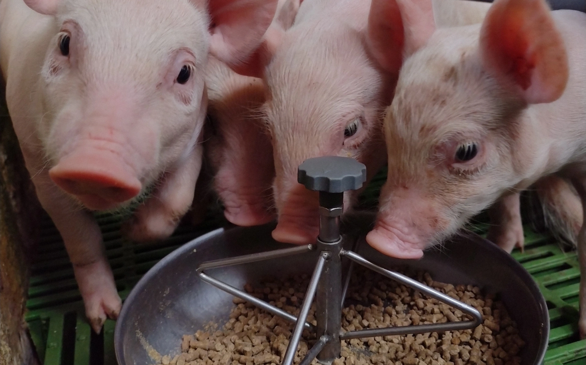 Como otimizar a produção de suínos e superar os principais desafios da suinocultura? Entenda!