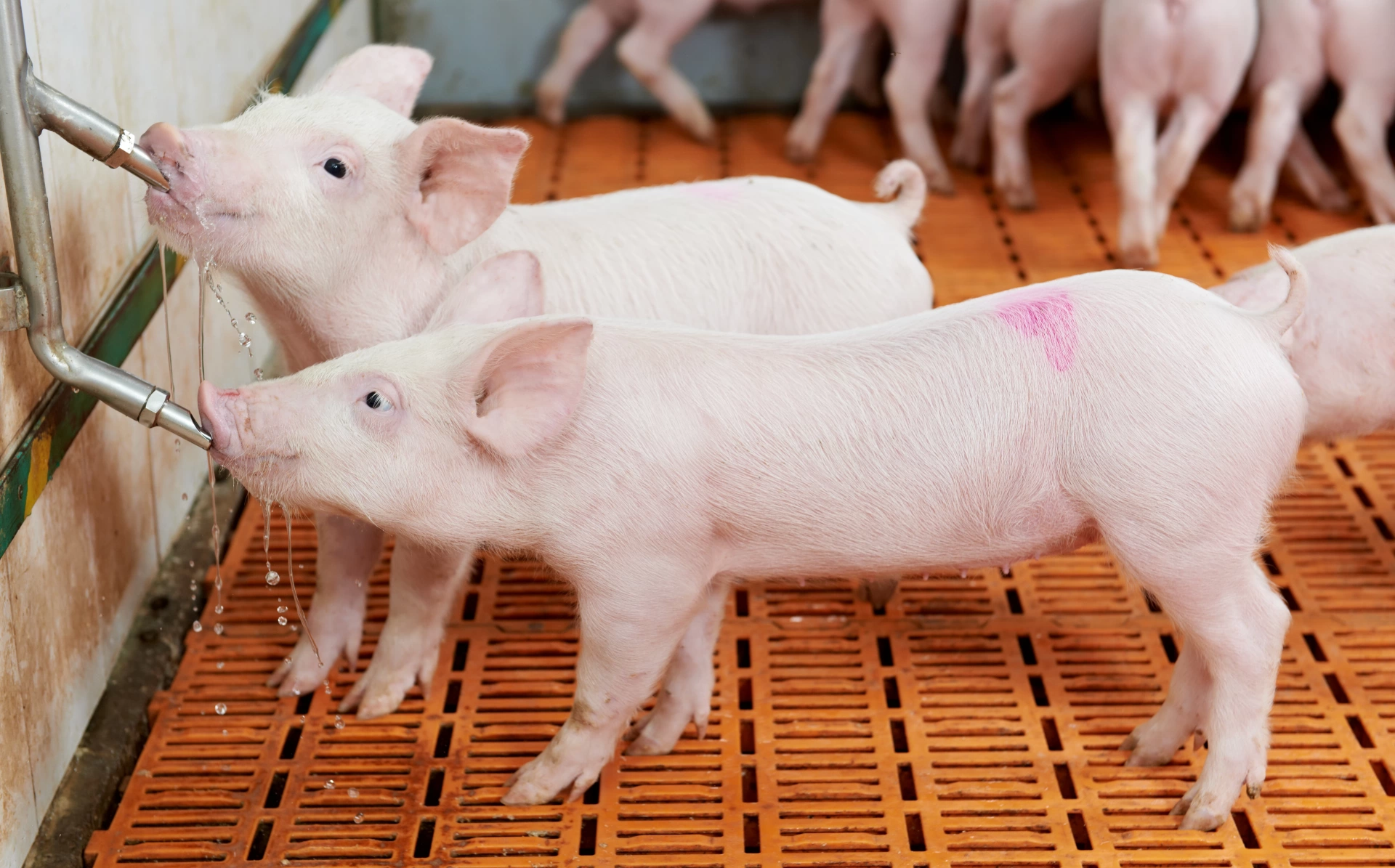 Gestão Sanitária na Suinocultura: da Água ao Ambiente