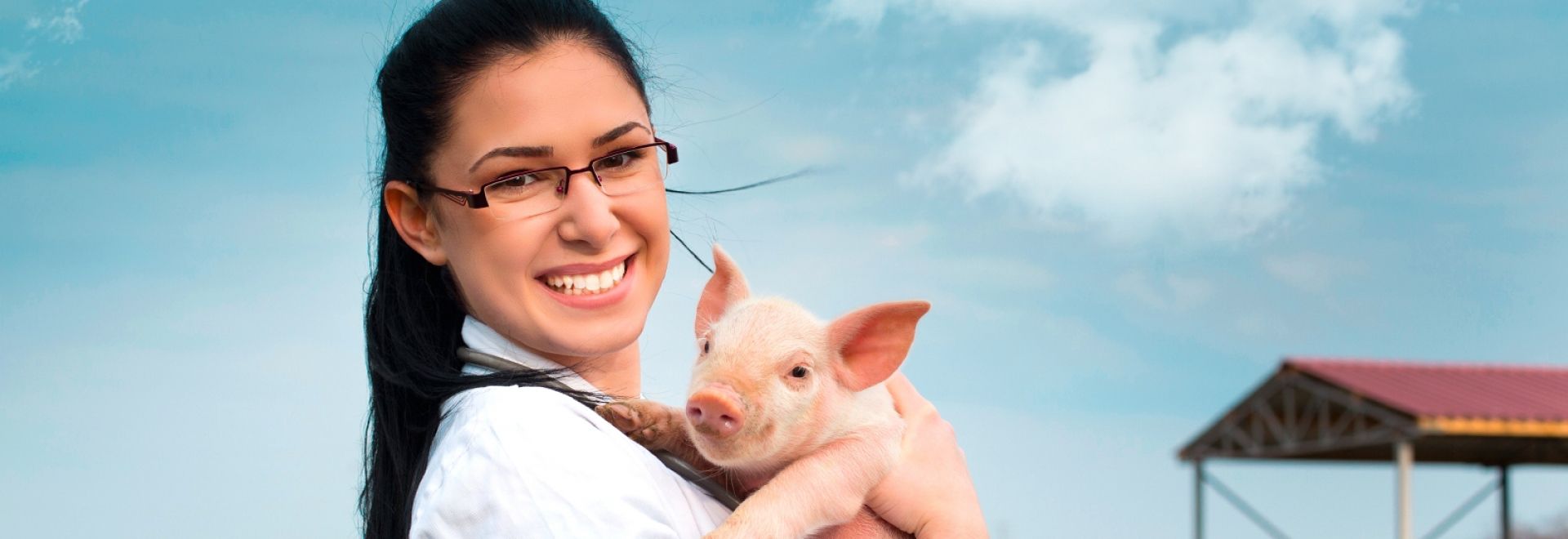 Onde o médico veterinário pode atuar