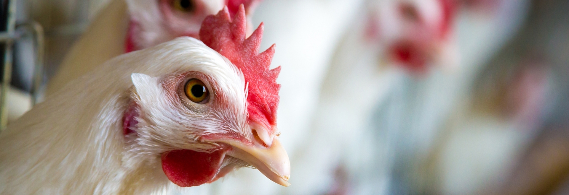 8 pontos críticos que devem ser observados para garantir a biosseguridade em granjas de aves