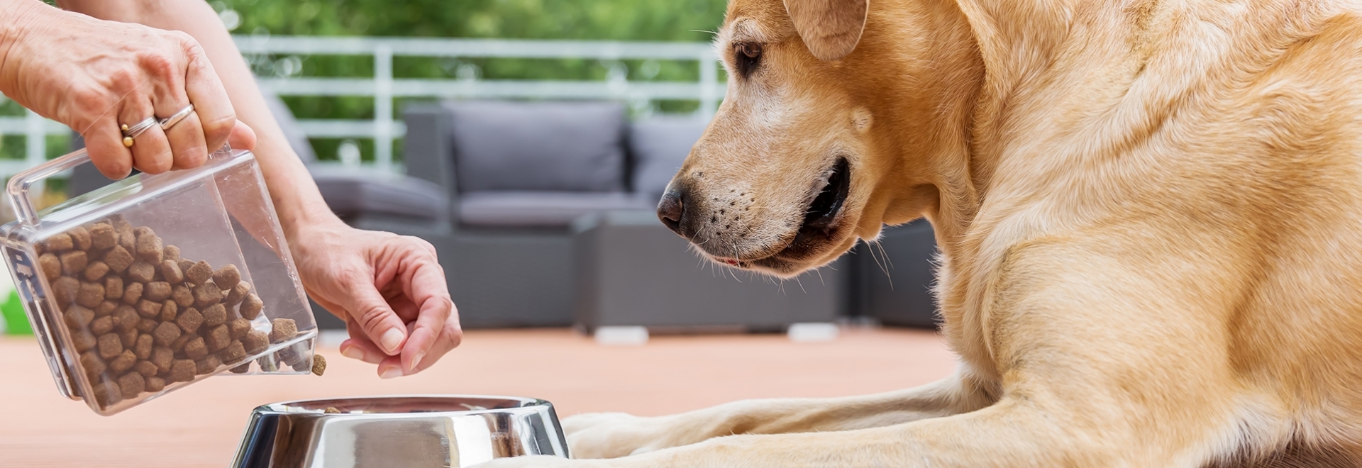 Como os antioxidantes naturais se tornaram uma forte tendência nas rações para pets