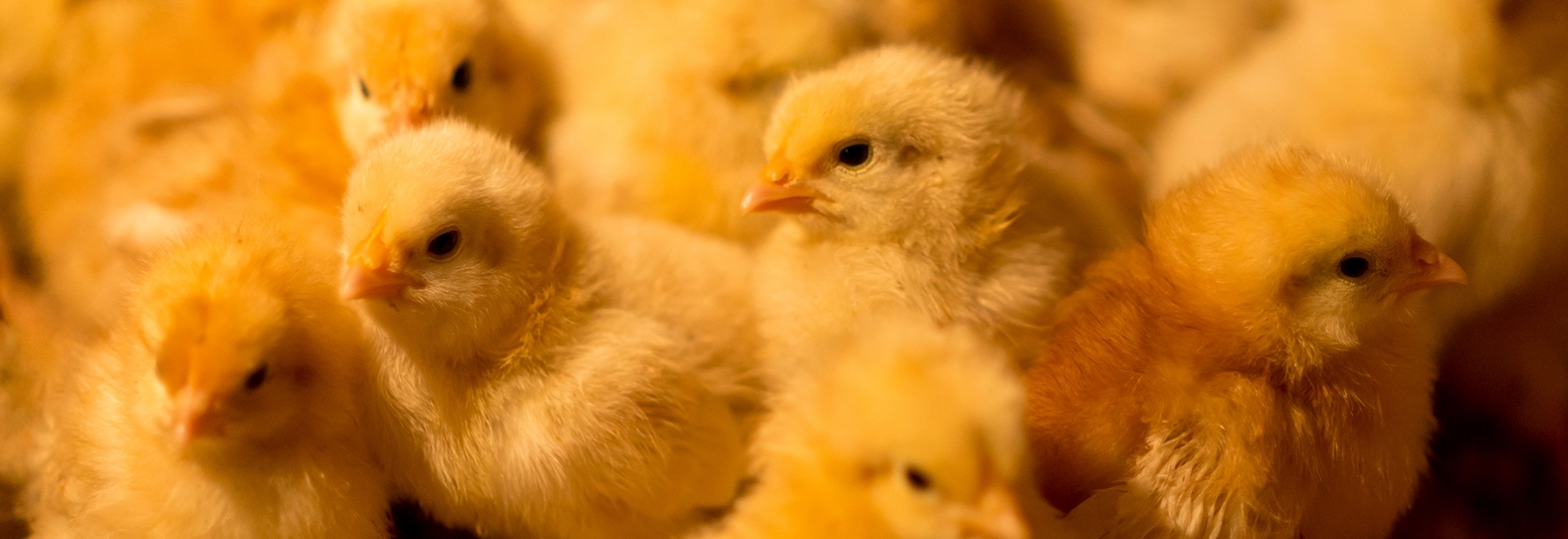 Como promover um manejo adequado de ovos férteis da granja ao incubatório