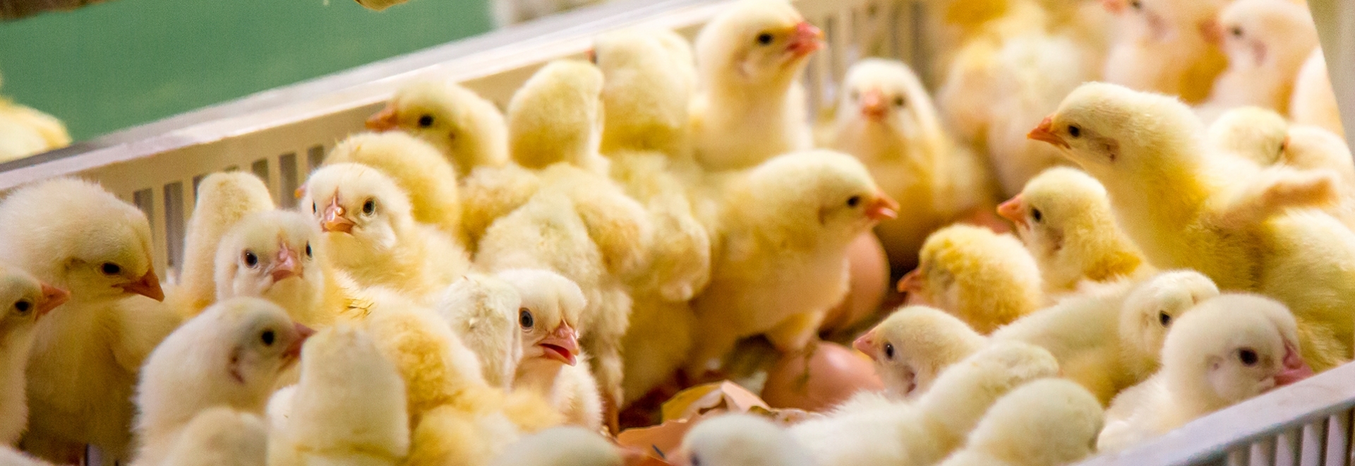 Como garantir um bom manejo na primeira semana dos frangos de corte