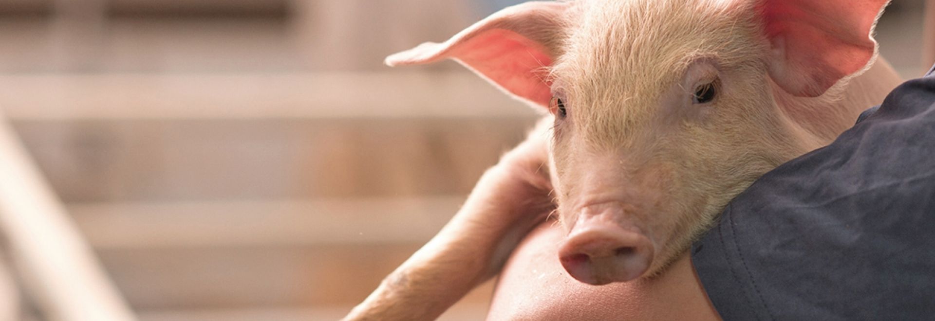A importância do Nutricionista Animal para a alimentação adequada do rebanho