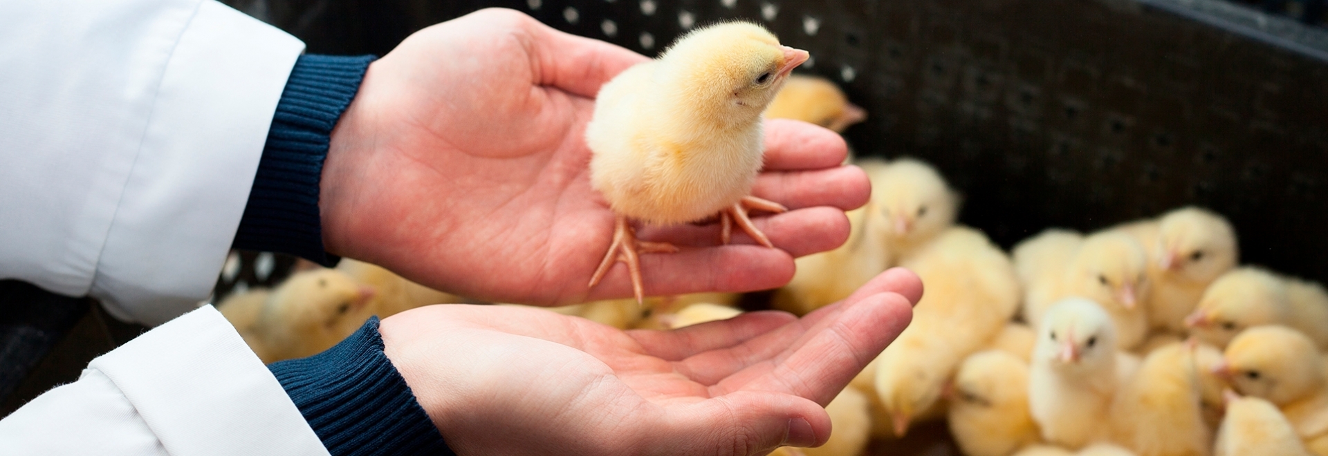 7 dicas para realizar um programa de biosseguridade eficiente em incubatórios