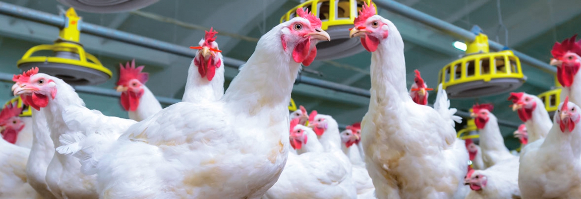 3 fatores que influenciam no manejo de frangos de corte na fase de terminação