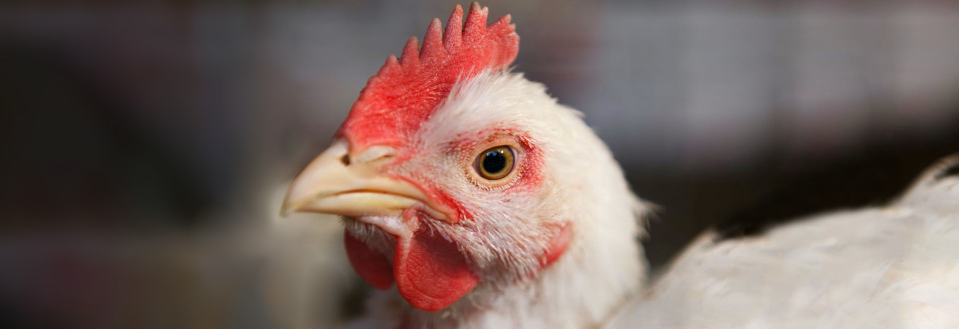 Como enfrentar os desafios da etapa de abate das aves e evitar prejuízos