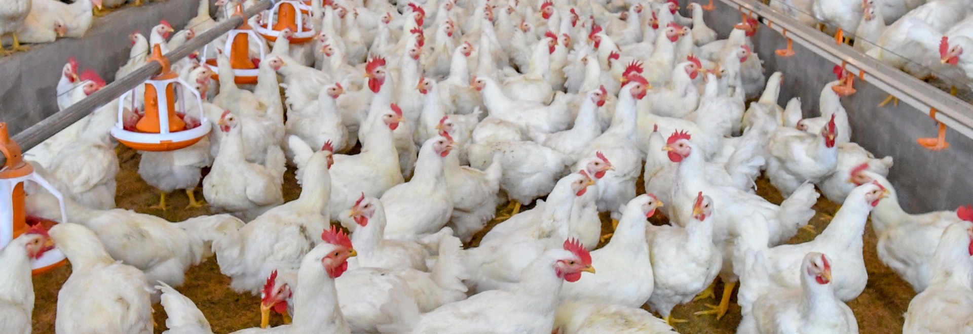 Prevenção de zoonoses através do controle microbiológico na avicultura