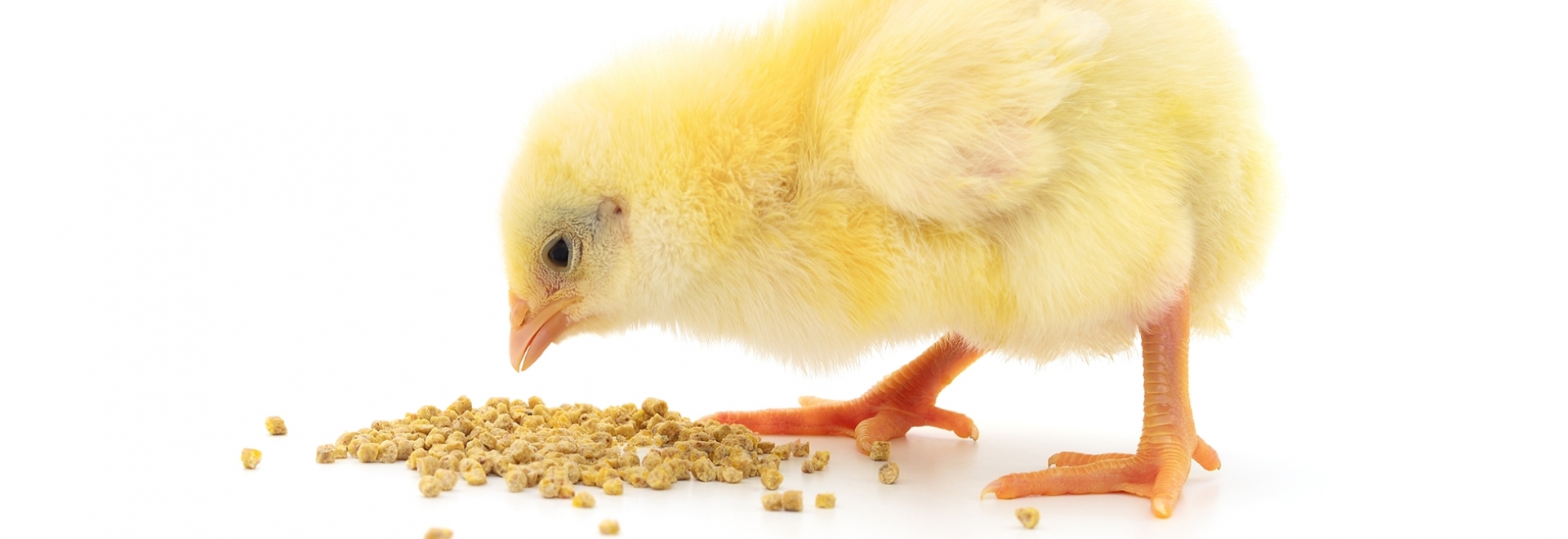 Os prejuízos causados pela aflatoxina na avicultura