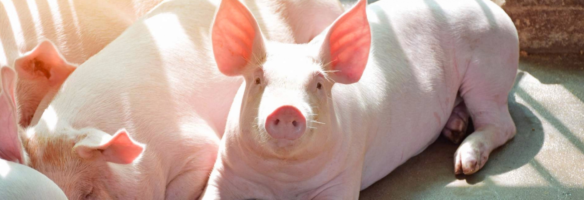 Guia prático para melhorar o manejo de suínos no período de crescimento e terminação