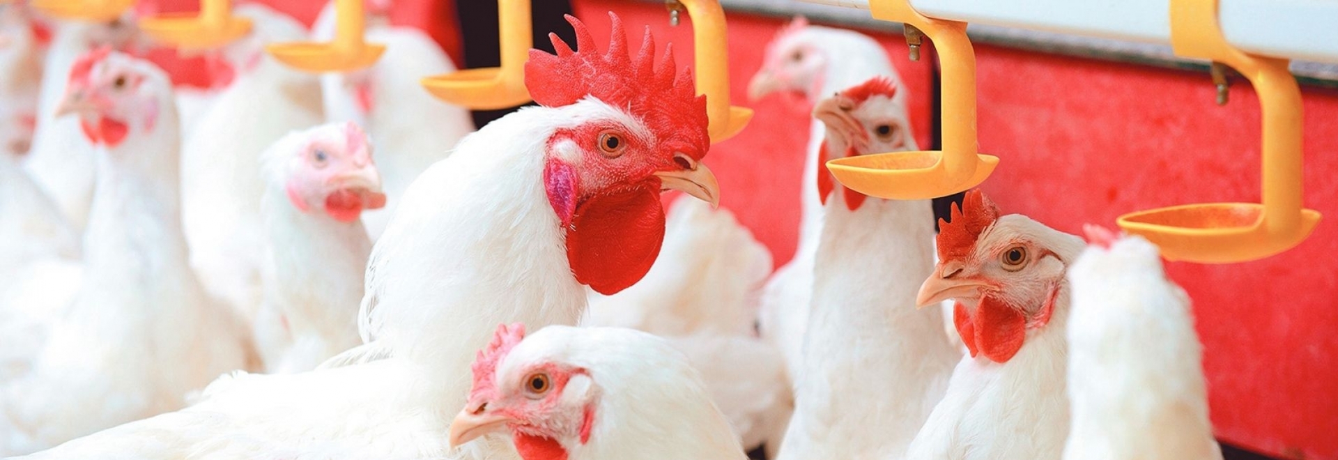 A importância da qualidade da água para a avicultura