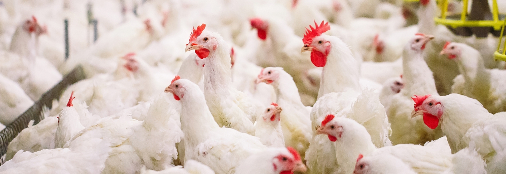 O que fazer quando a salmonella se torna uma realidade no plantel?