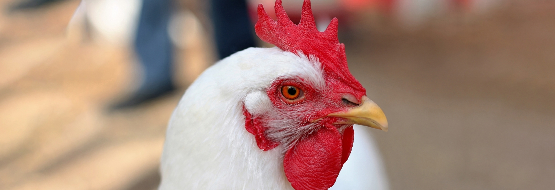 Estresse das aves no inverno: como reduzir o desconforto e os prejuízos provenientes dos dias frios da estação
