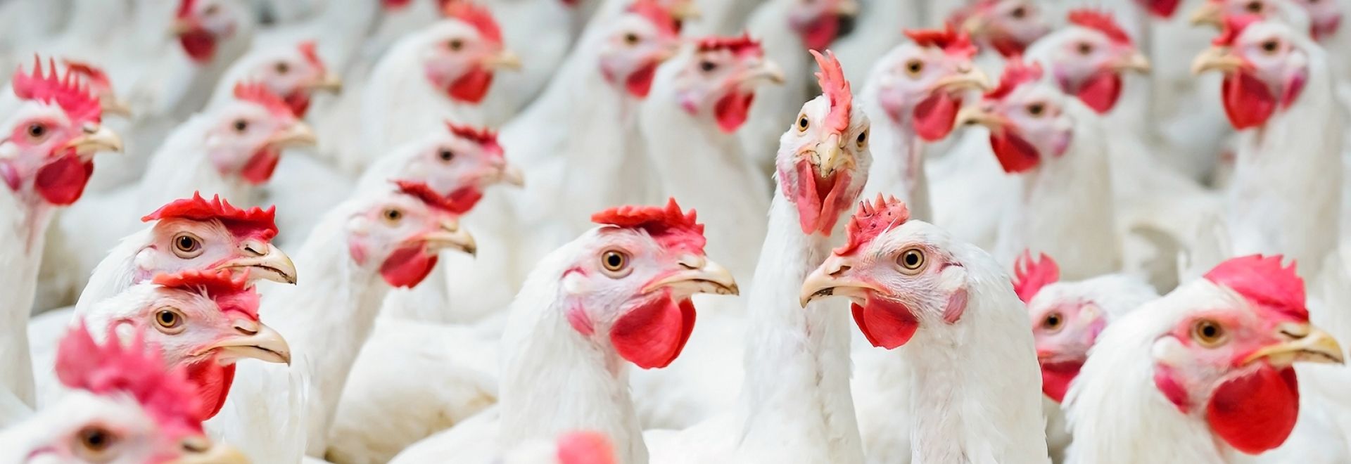 Segurança na retirada dos antibióticos promotores de crescimento
