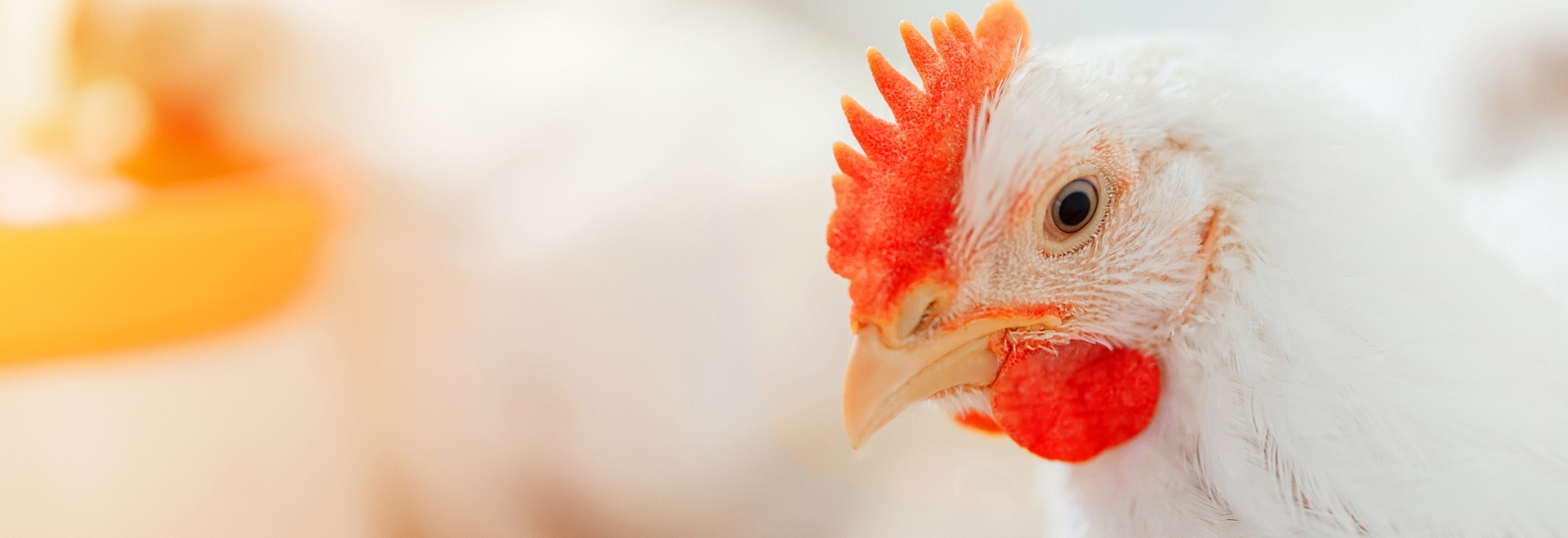 Benefícios dos ácidos orgânicos microencapsulados na saúde das aves