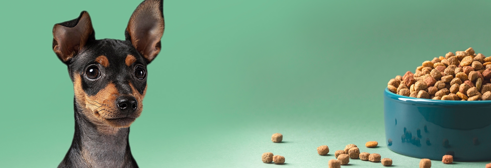 Tendência: fabricação de ração natural para cães e gatos ganha cada vez mais espaço