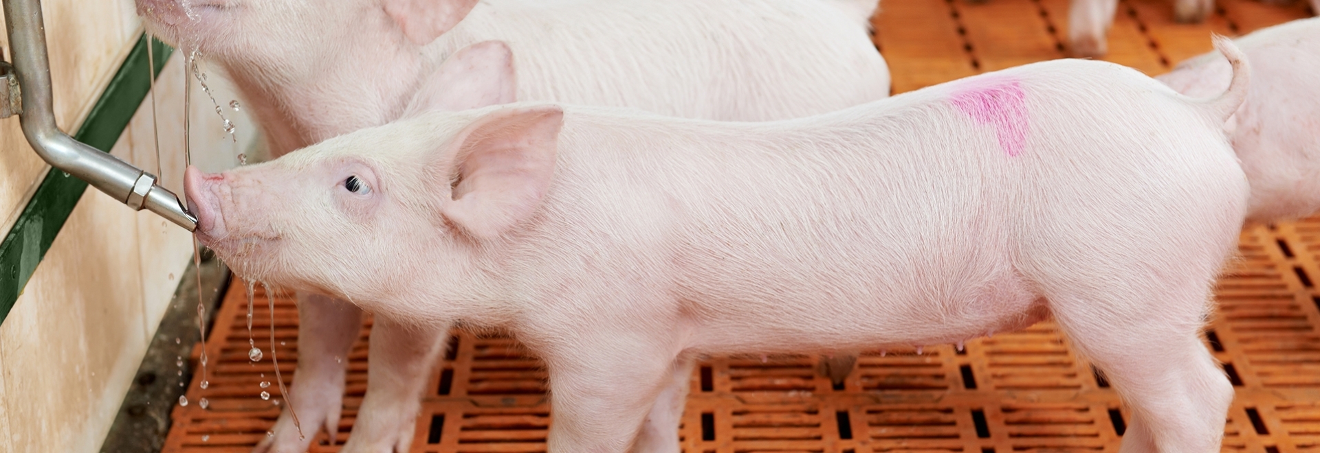 4 passos importantes para garantir uma hidratação adequada dos suínos durante o verão