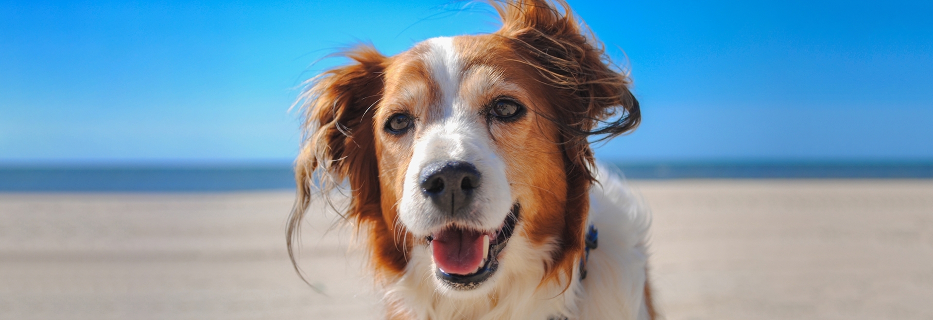 10 dicas para reforçar os cuidados com os pets nos dias quentes de verão