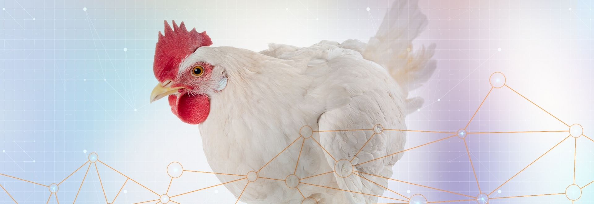 Como a saúde intestinal pode tornar as aves mais resistentes às patogenias