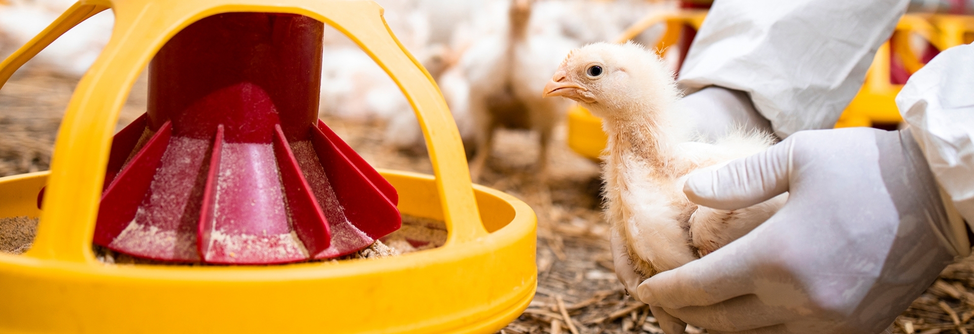 Como o manejo de ração na fase inicial do frango influencia no seu desenvolvimento