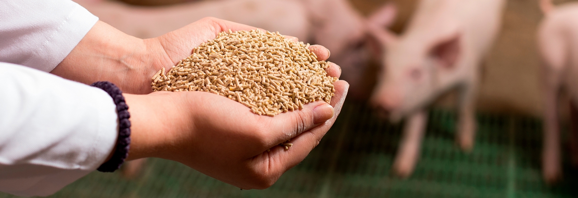 Desafio da conversão alimentar em tempos de alto custo de insumos e tecnologias nutricionais que auxiliam na redução do impacto do custo de produção