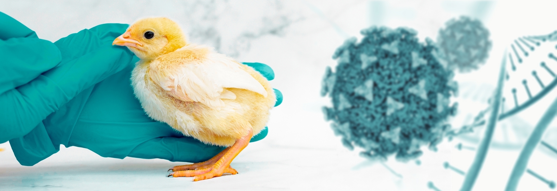 Influenza Aviária: principais dúvidas sobre a doença e a ameaça à produção de aves