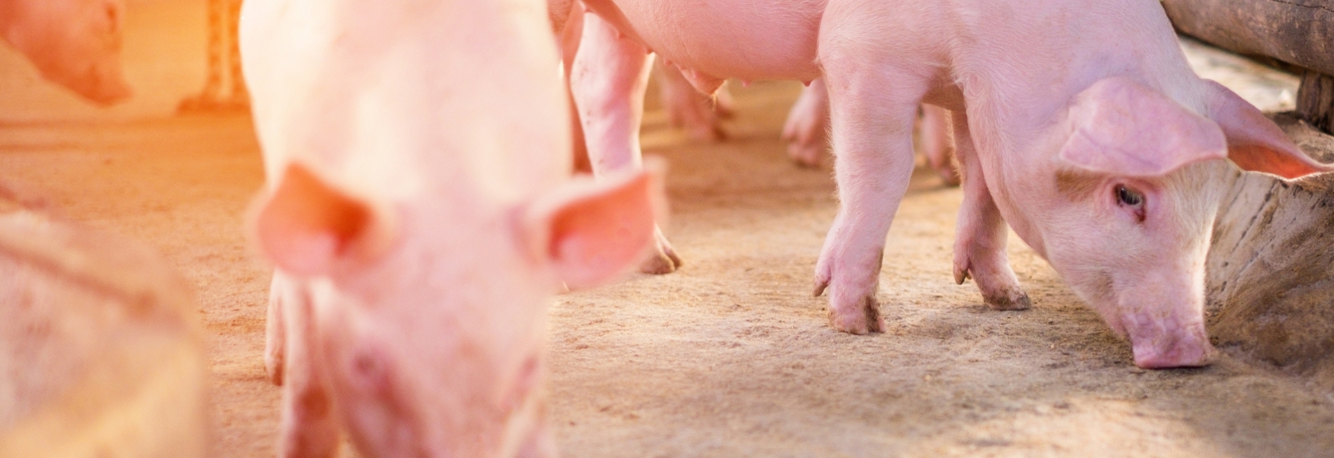 Importância de uma dieta nutricional eficiente para suínos na fase de creche e terminação