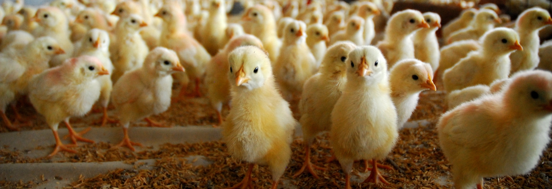 A força da biosseguridade para o combate ao avanço da Influenza Aviária