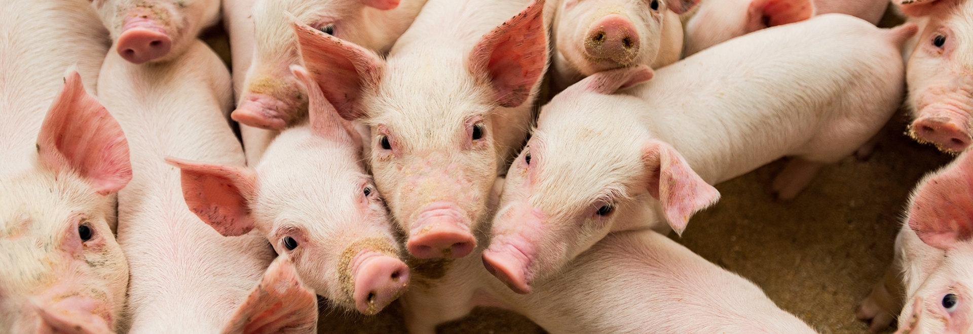 Desafios sanitários na fase de creche em suínos