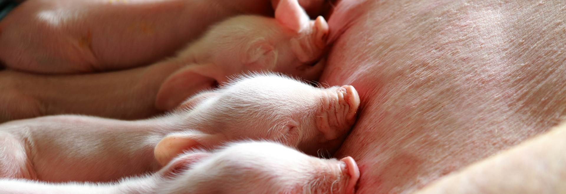 Aditivos para suinocultura: desempenho, segurança e saúde intestinal