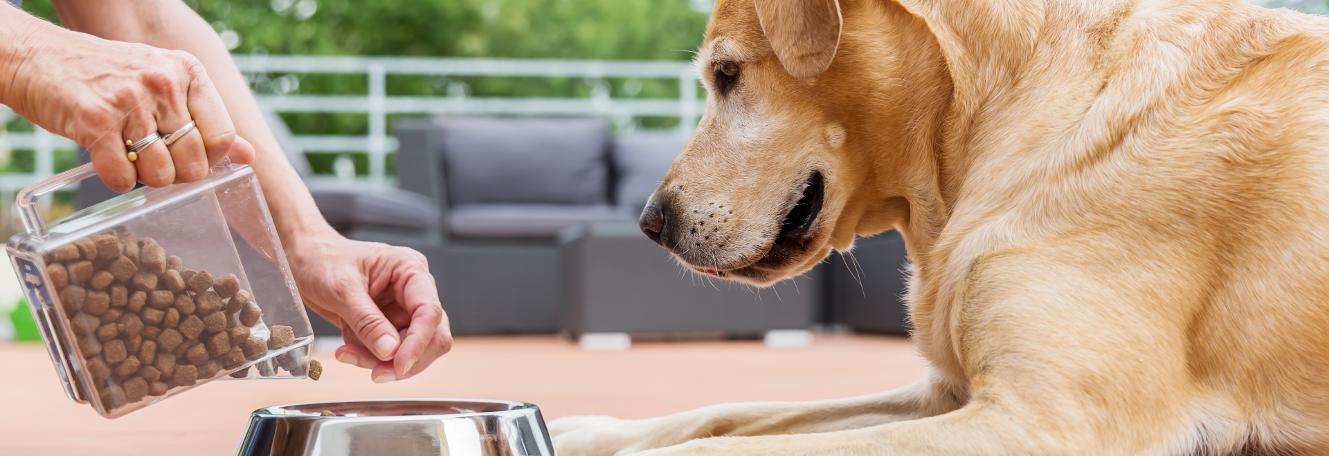 Antifúngico natural para pet food: como garantir segurança e conservação sem abrir mão da naturalidade