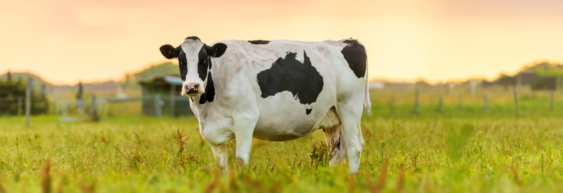 Aditivos nutricionais para bovinos e outros ruminantes: tudo o que você precisa saber