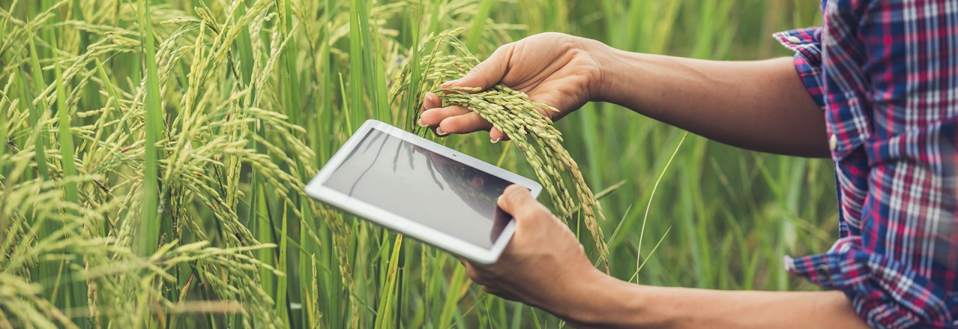 A força do técnico agrícola para a riqueza do agronegócio