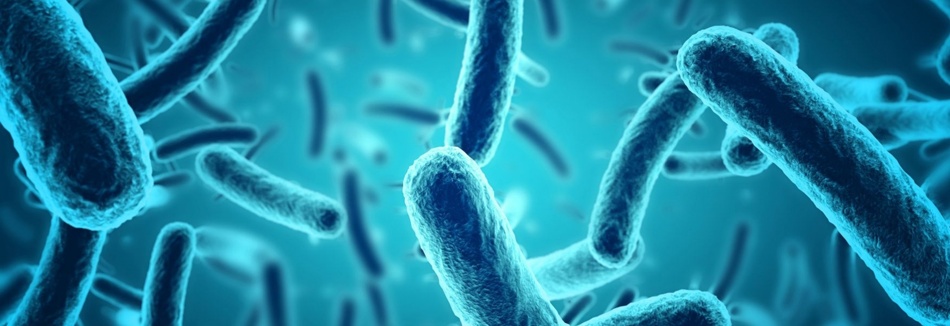 Como enfrentar o desafio da salmonella na avicultura durante o manejo pré-abate