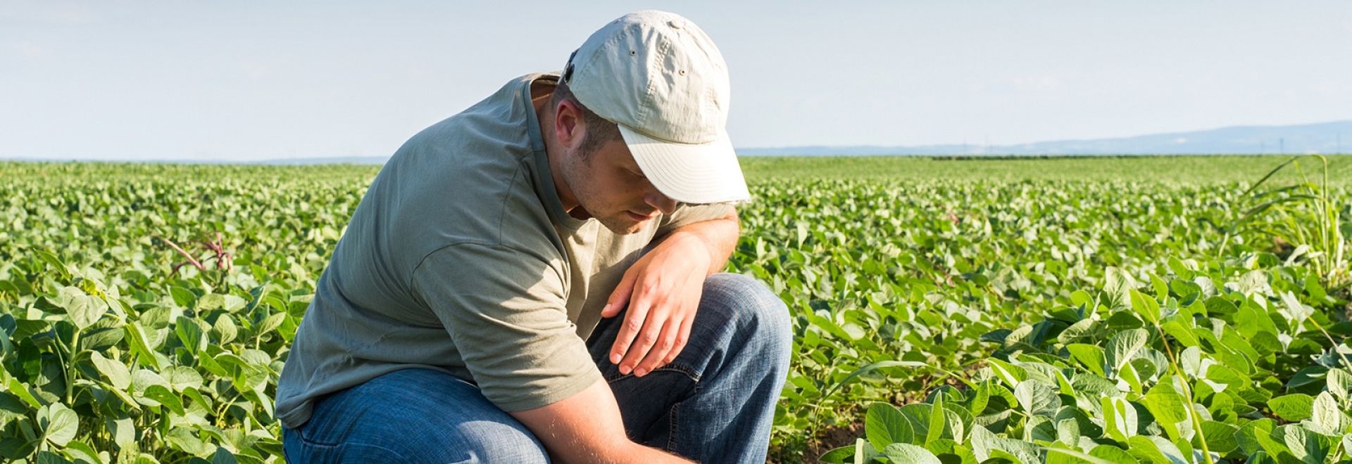 A importância do agrônomo para a boa produtividade agrícola