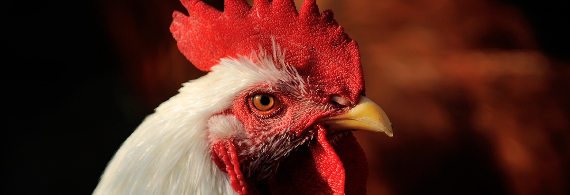 A utilização de Ácidos Orgânicos no controle de microrganismos e controle sanitário das aves