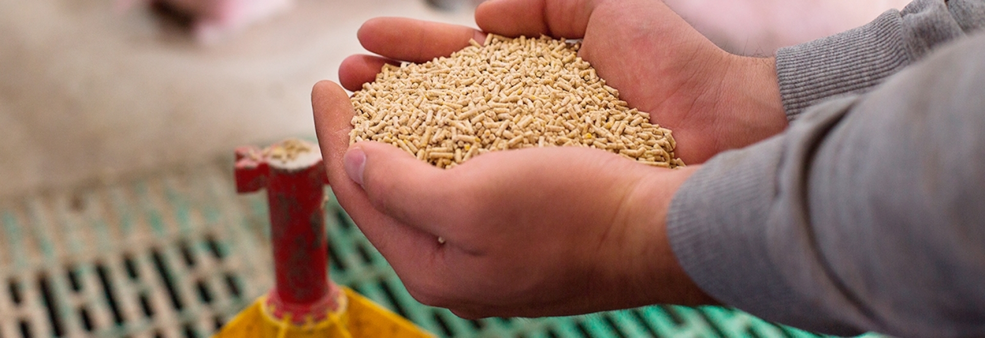 Antifúngicos promovem o aumento do shelf-life de matérias-primas e rações