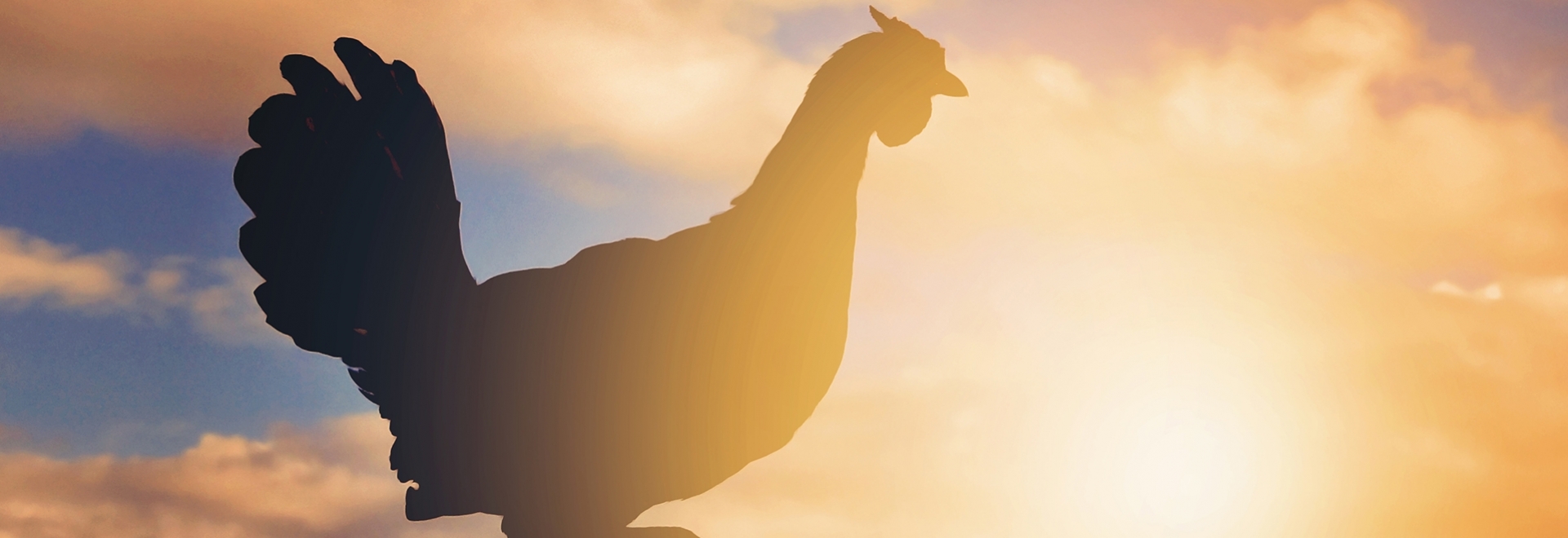 Avicultura no verão: aviários exigem mais cuidados em época de calor