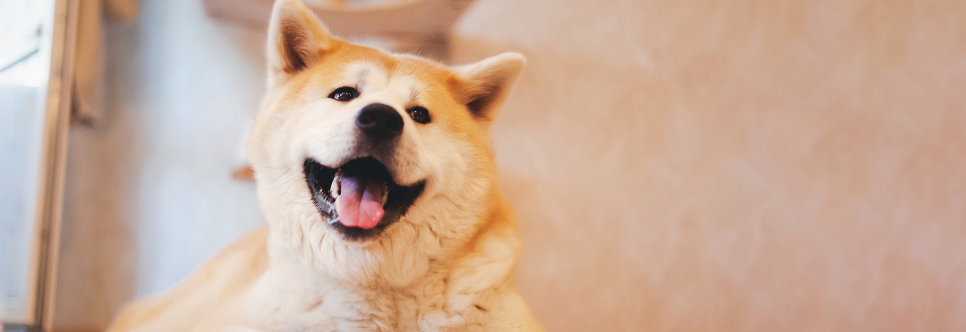 Como a qualidade da ração influencia na beleza do pelo do seu pet