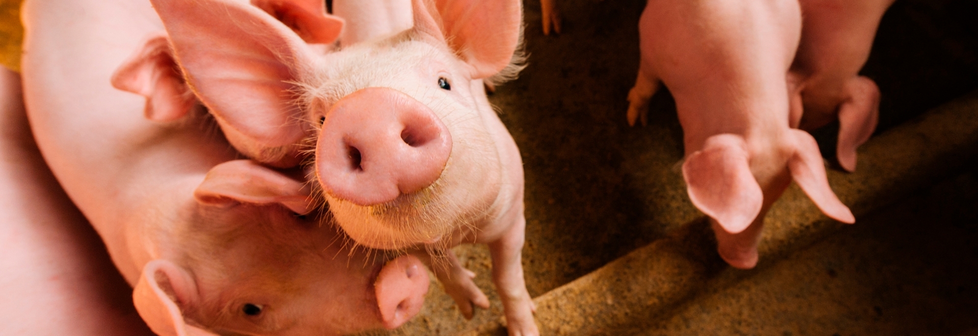 Estratégias fundamentais para auxílio no controle de Salmonella na suinocultura