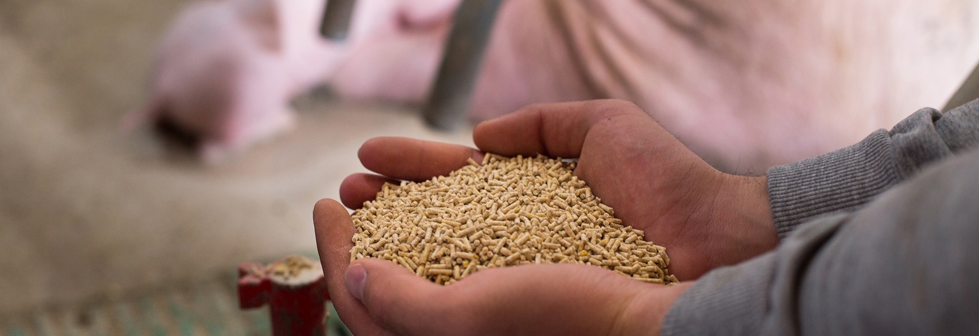 Como melhorar a qualidade física da ração peletizada