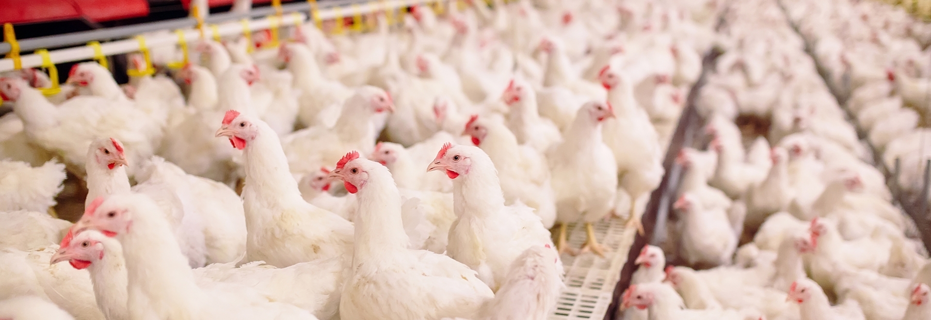 Que cuidados é preciso ter com a instalação de um aviário para garantir o bem-estar e segurança das aves
