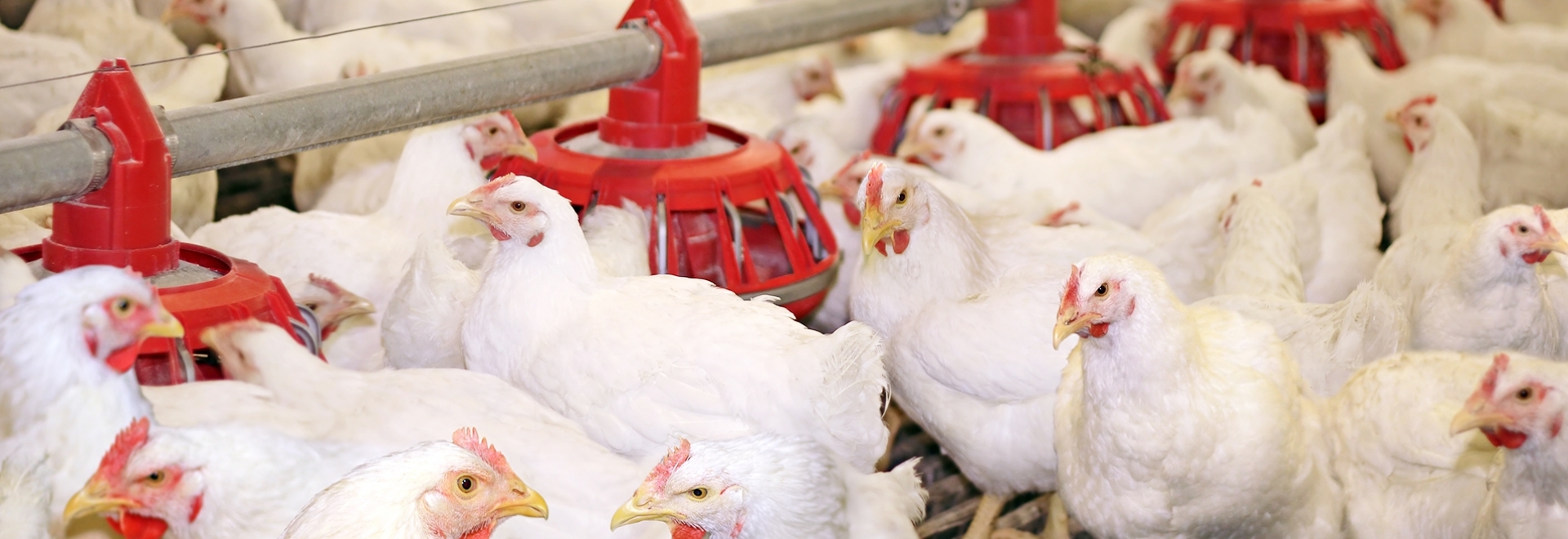 Procedimentos essenciais para combater patógenos em equipamentos e instalações de produção de aves