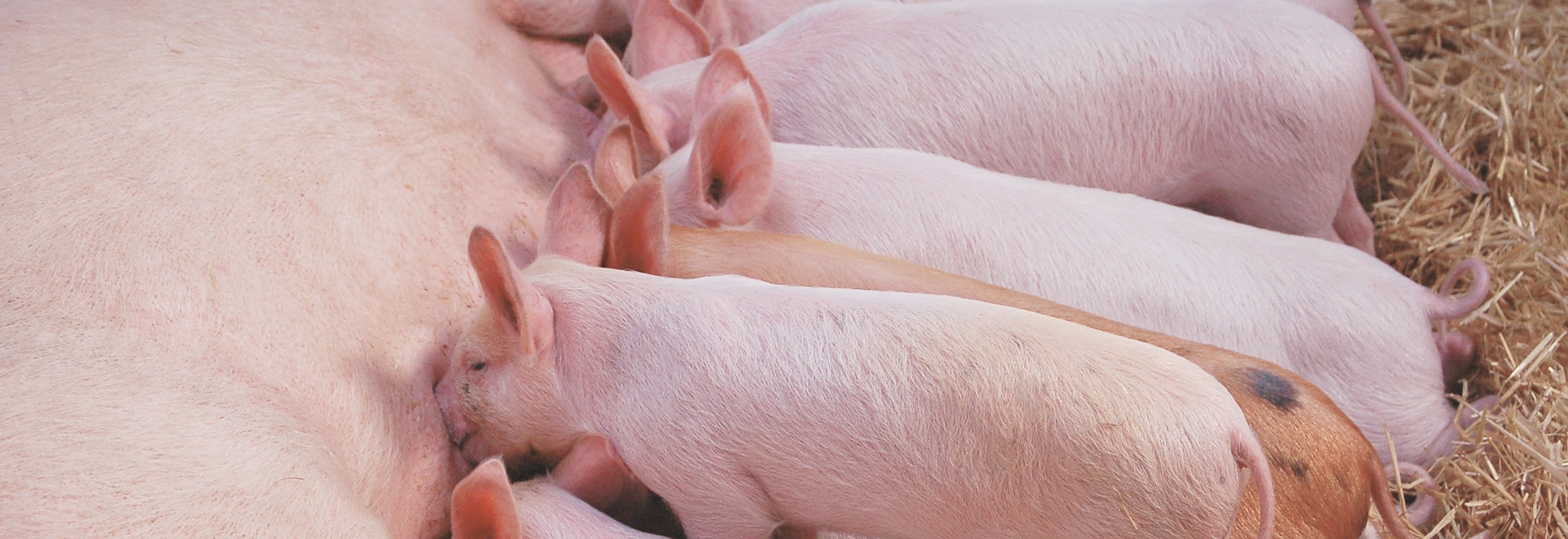 Micotoxinas: o problema de contaminação nas rações continua? 