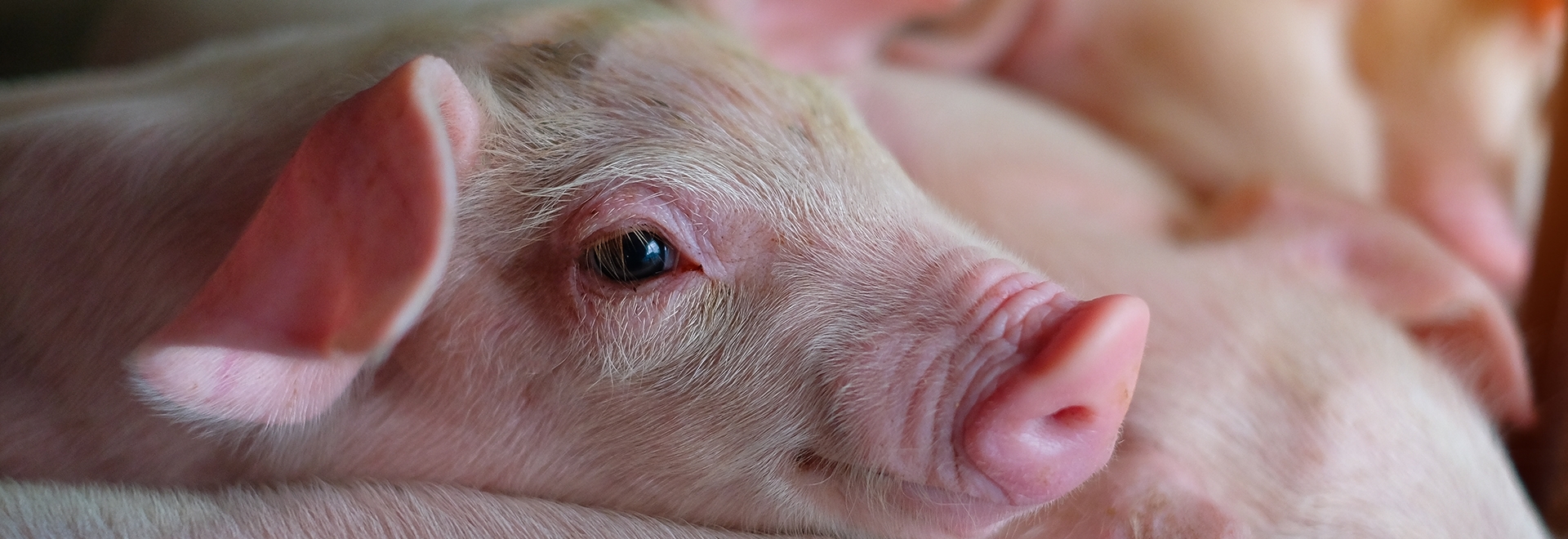 Redução do uso de antimicrobianos na produção de suínos