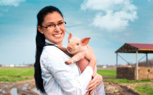 Onde o médico veterinário pode atuar