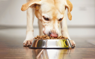 Antifúngico natural para pet food: como garantir segurança e conservação sem abrir mão da naturalidade