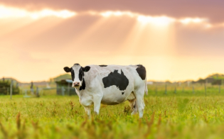 Aditivos nutricionais para bovinos e outros ruminantes: tudo o que você precisa saber