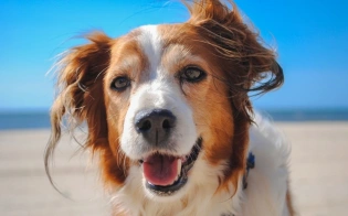 10 Tips to Reinforce Pet Care on Hot Summer Days
