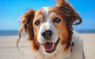 10 Consejos para Reforzar los Cuidados con las Mascotas en los Días Calurosos de Verano